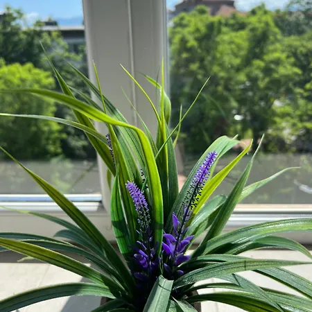 Διαμέρισμα Bodega I *